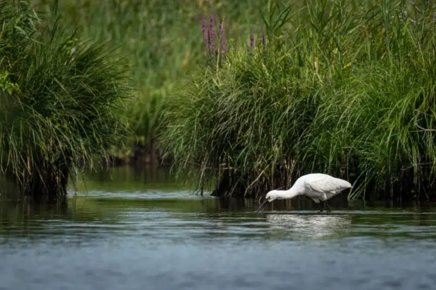 Parc naturel régional de Brière (Bréca) 3 oiseau